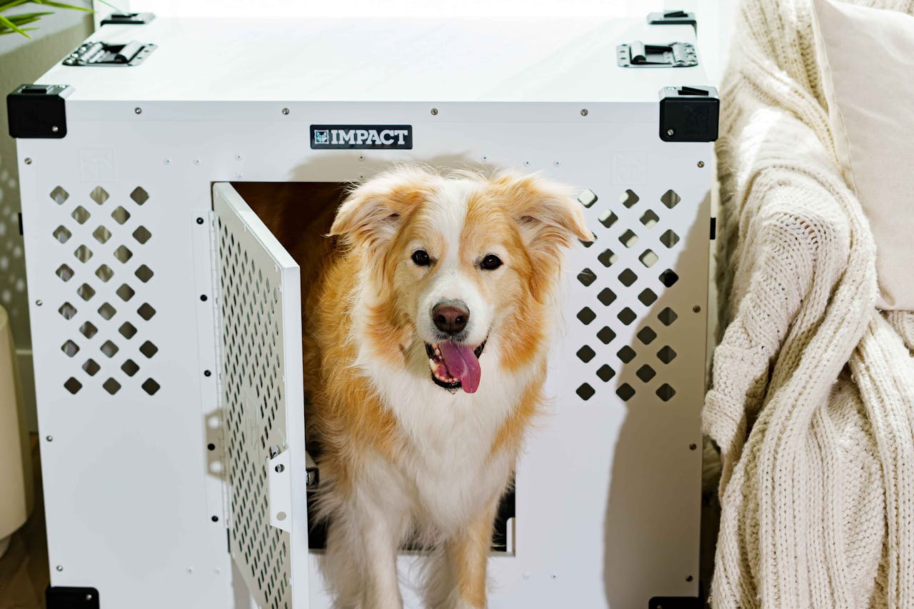 hero-img-01 Australian Shepherd sitting in a stylish dog crate in a cozy living room setting.